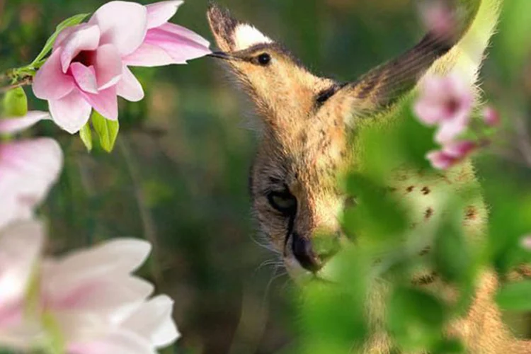 Bird or lynx Personality revealing Optical Illusions